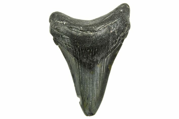 Juvenile Megalodon Tooth - North Carolina #368050